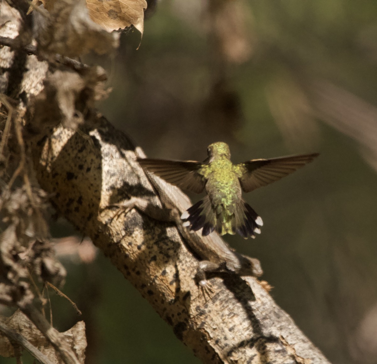 svartstrupekolibri - ML656602259