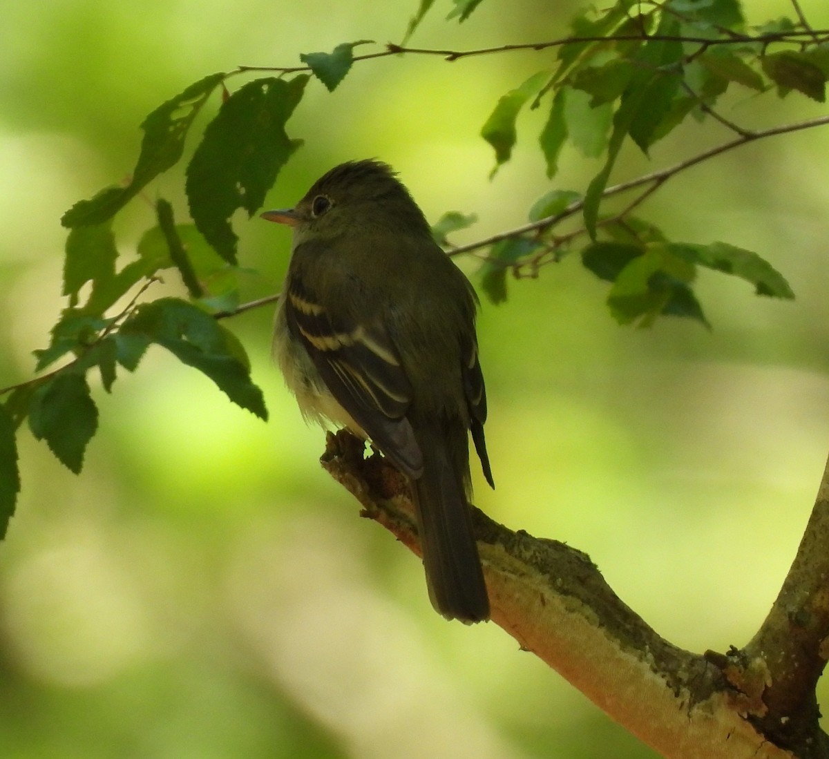 Acadian Flycatcher - ML656602660