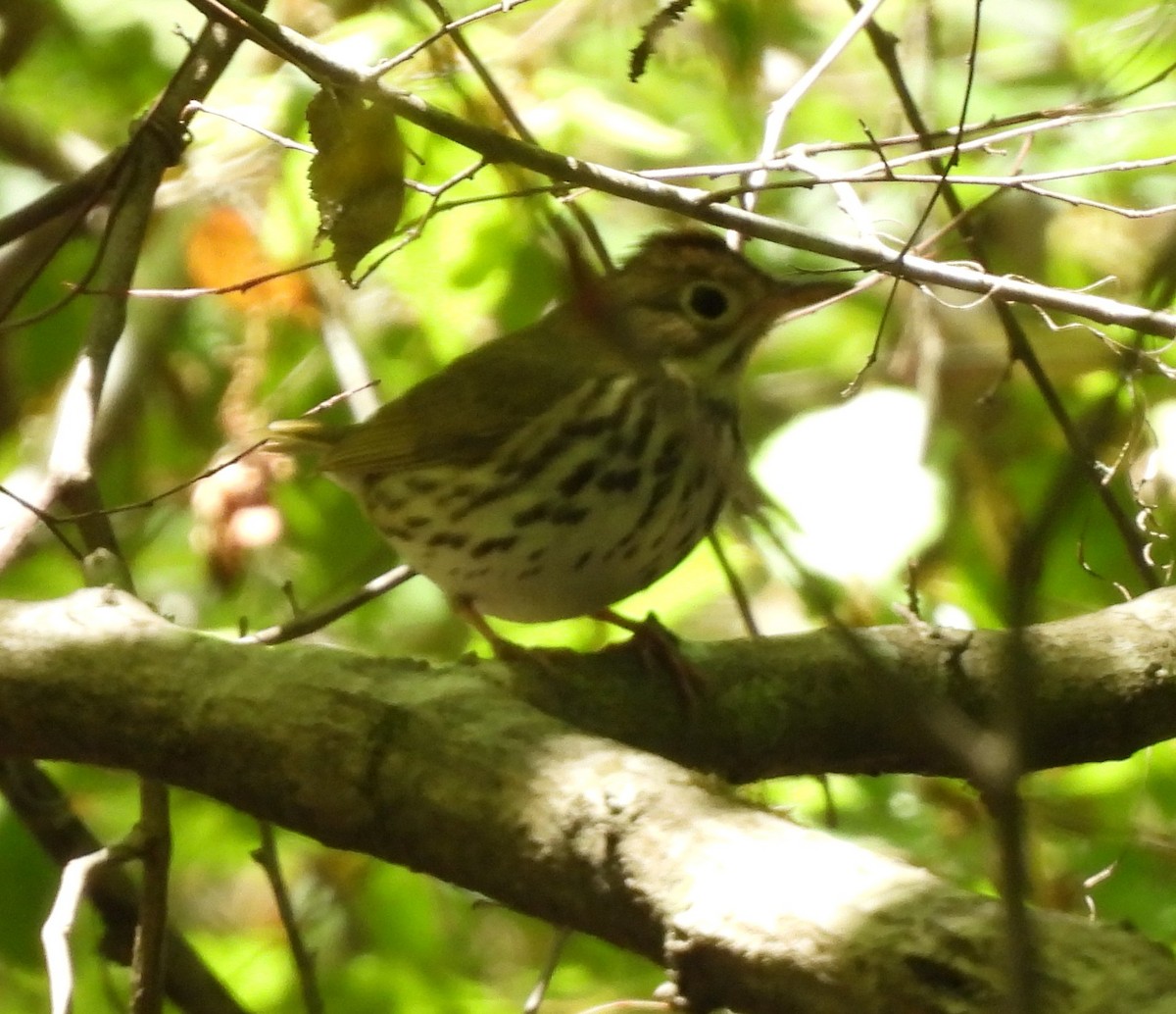 Ovenbird - ML656602844