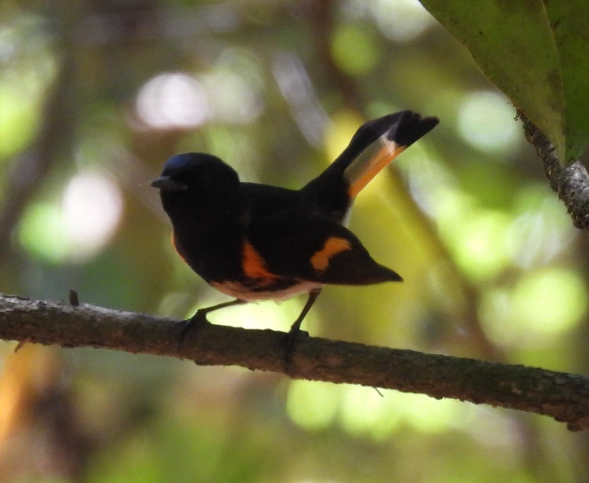 American Redstart - ML656602910