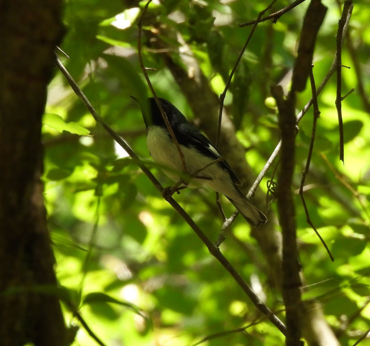 Black-throated Blue Warbler - ML656602938
