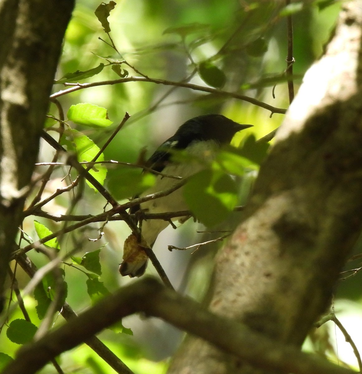 Black-throated Blue Warbler - ML656603004