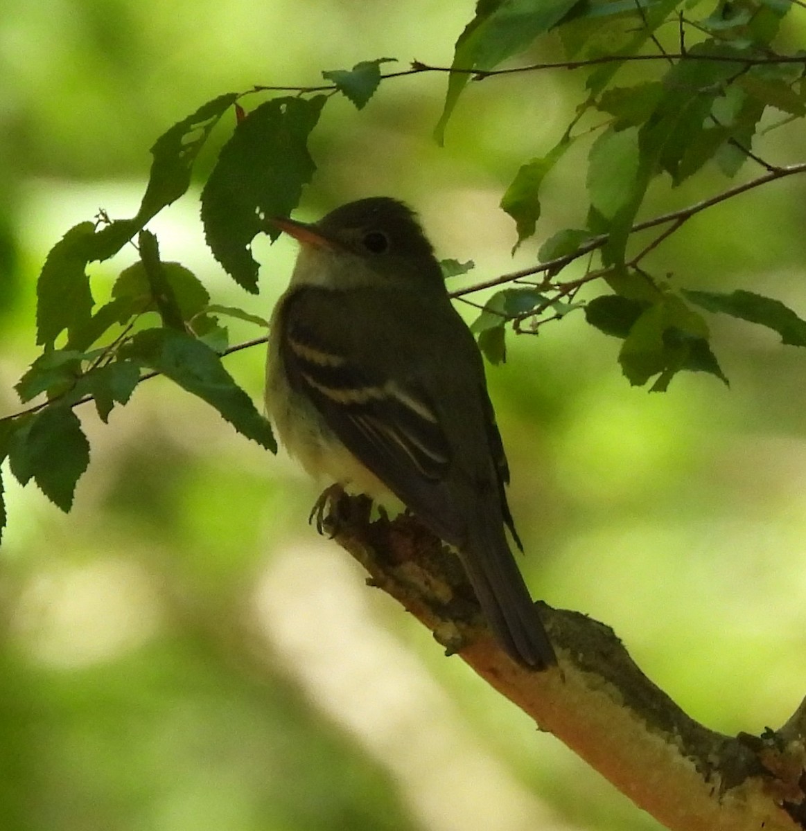 Acadian Flycatcher - ML656603145
