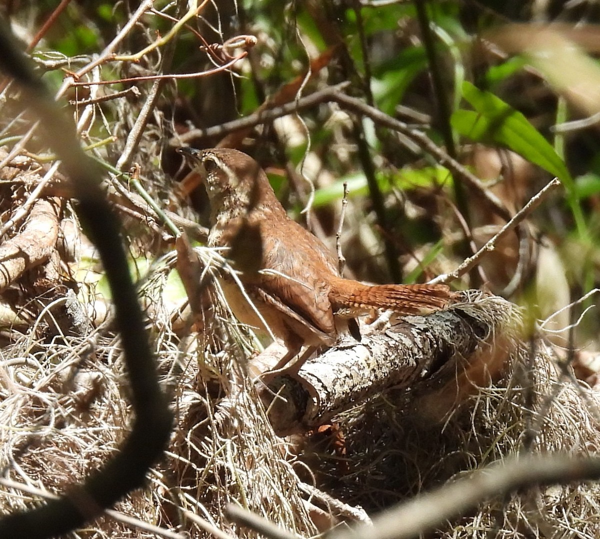 Carolina Wren - ML656603345