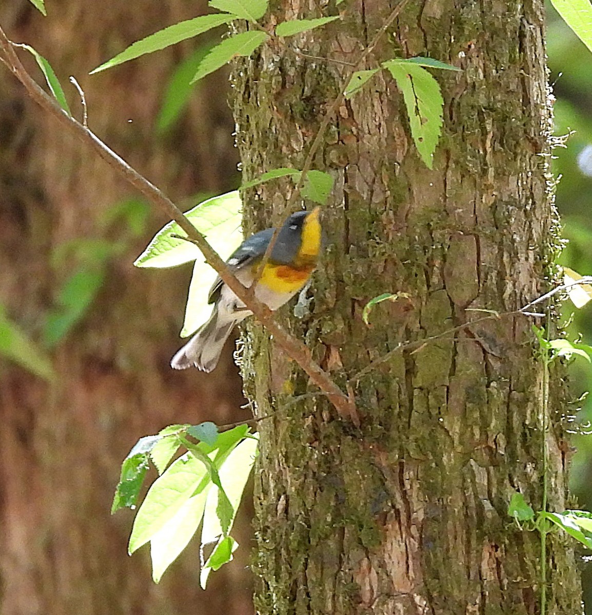 Northern Parula - ML656603434