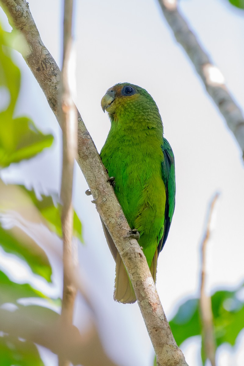 Golden-tailed Parrotlet - ML656603660