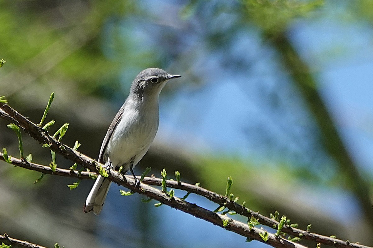 eBird Checklist - 4 May 2026 - Sheldon Marsh State Nature Preserve - 29 ...