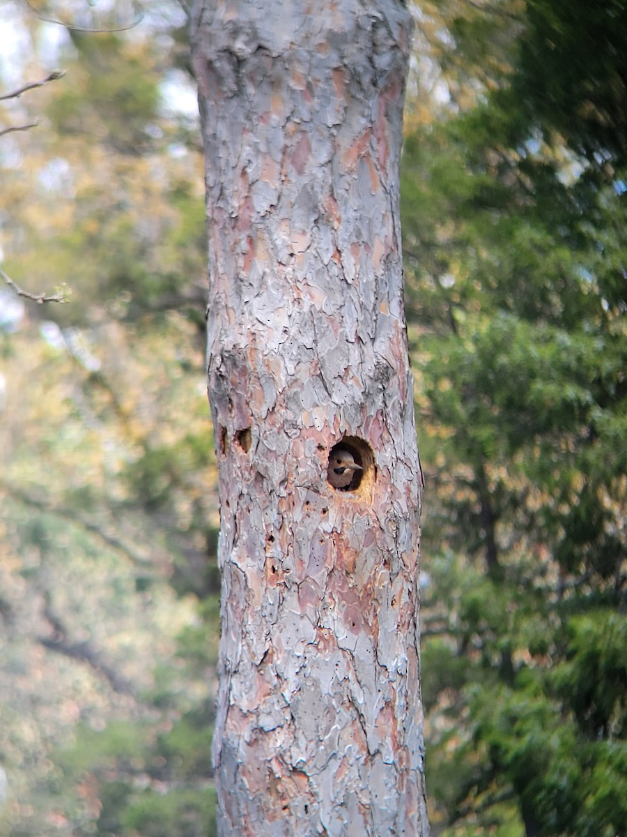 Northern Flicker - ML656606405