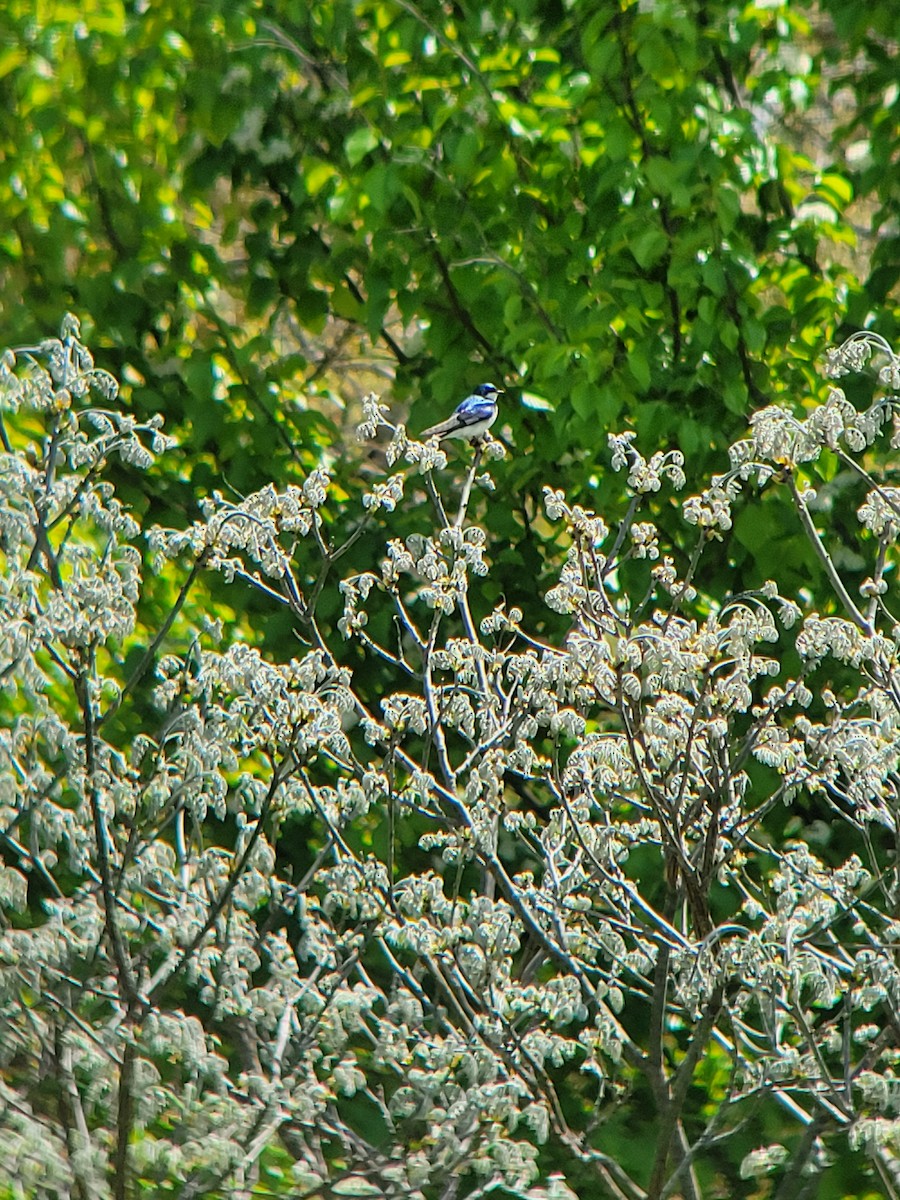 Tree Swallow - ML656606495