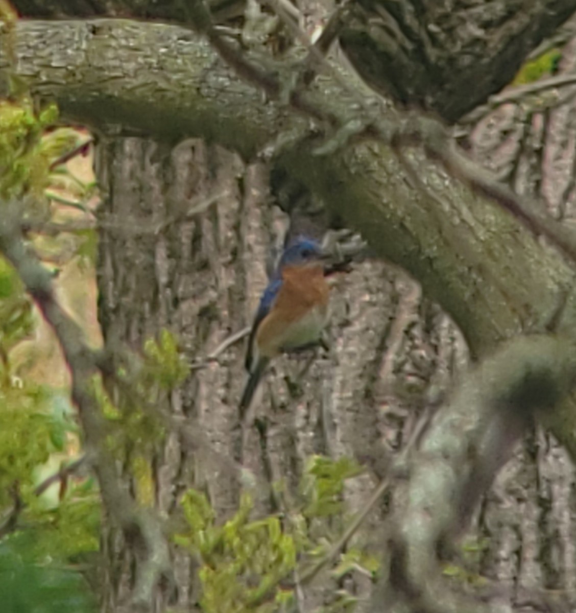 Eastern Bluebird - ML656606514
