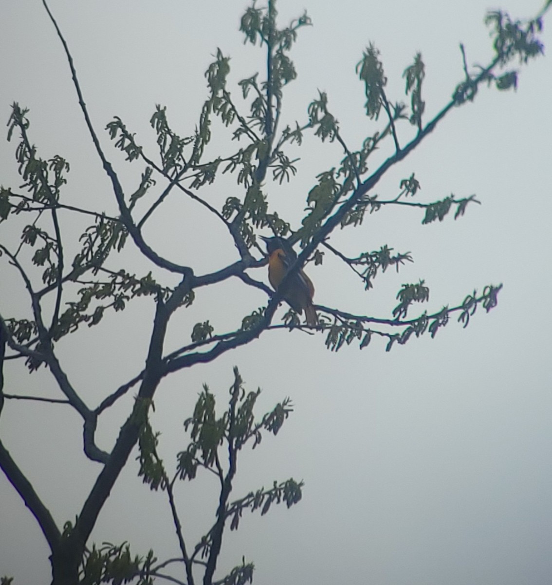 Baltimore Oriole - ML656606584