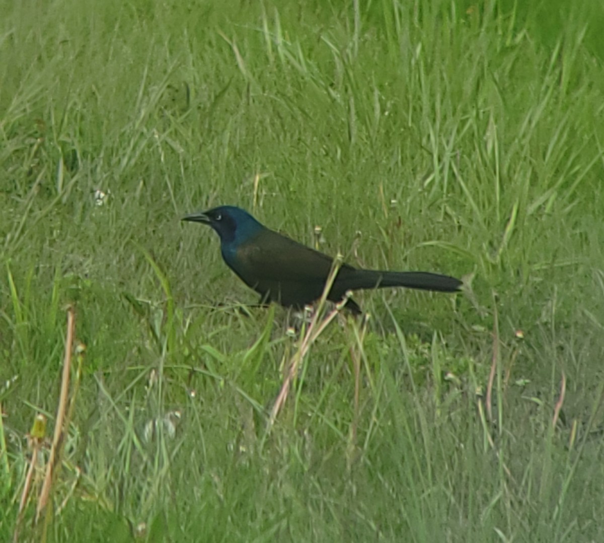 Common Grackle - ML656606665