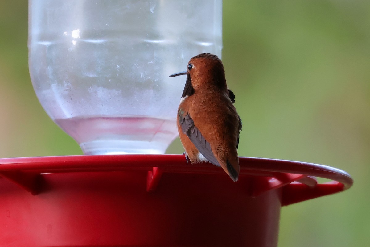 Rufous Hummingbird - ML656606681