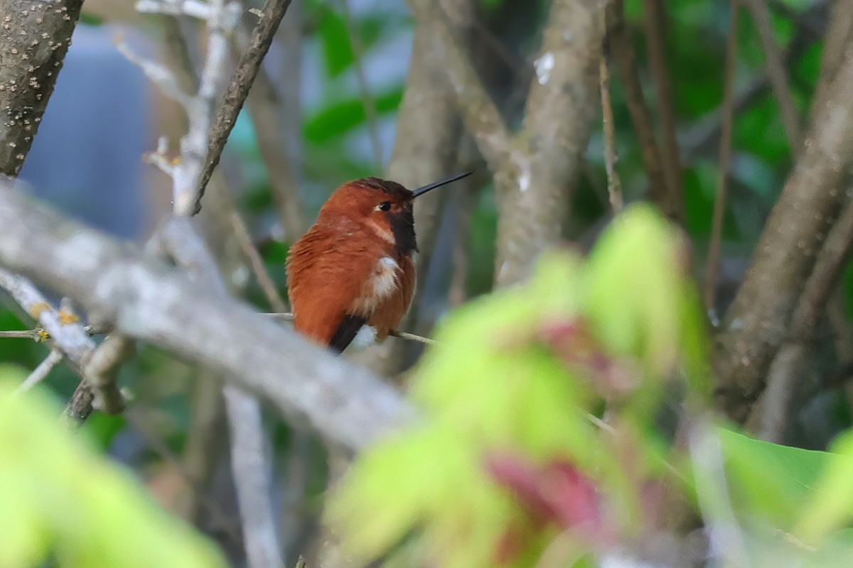 Rufous Hummingbird - ML656606683