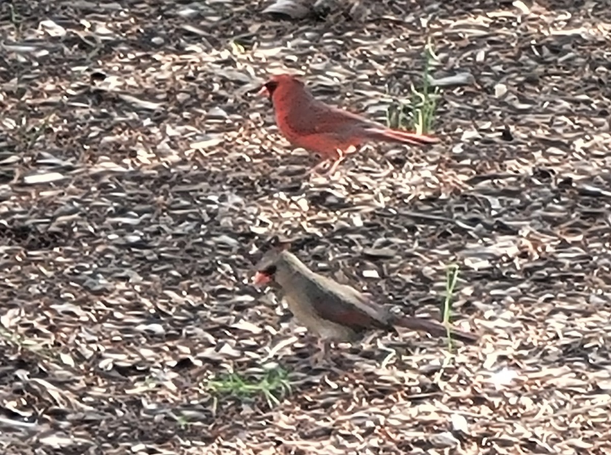 Northern Cardinal - ML656606715