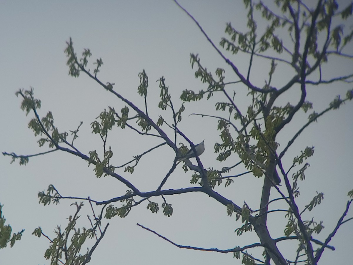 Blue-gray Gnatcatcher - ML656607025