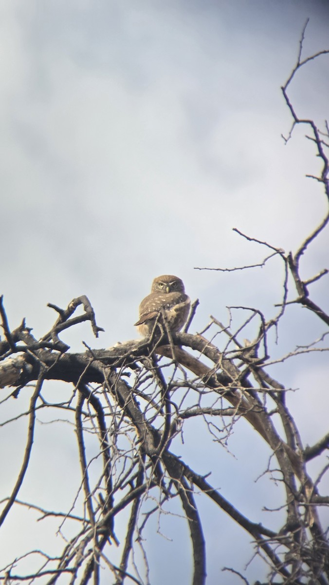 Austral Pygmy-Owl - ML656607590