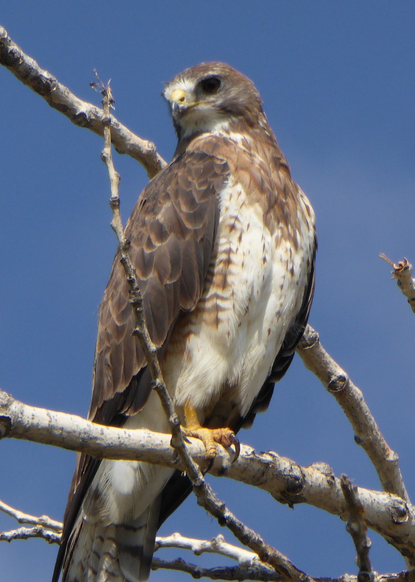 Swainson's Hawk - Gerald "Jerry" Baines