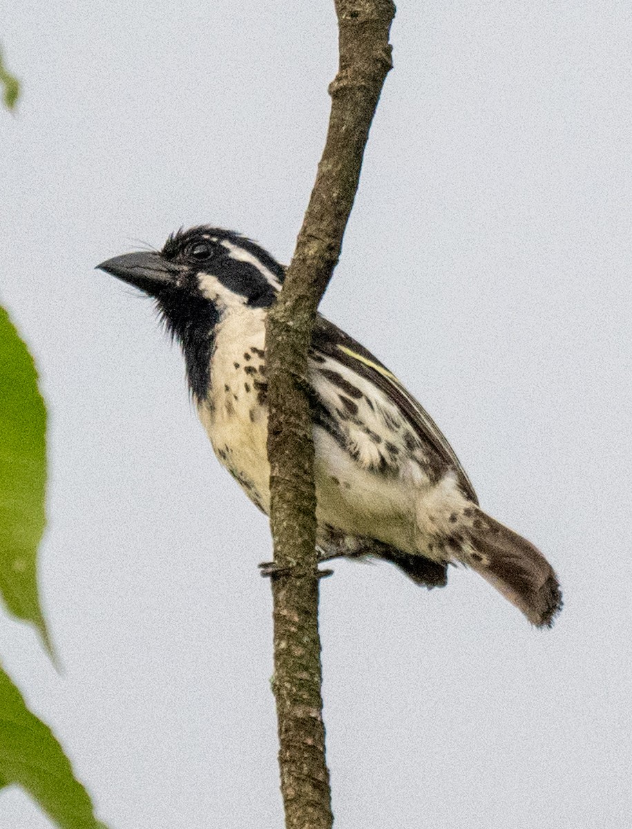 Spot-flanked Barbet - ML656609993
