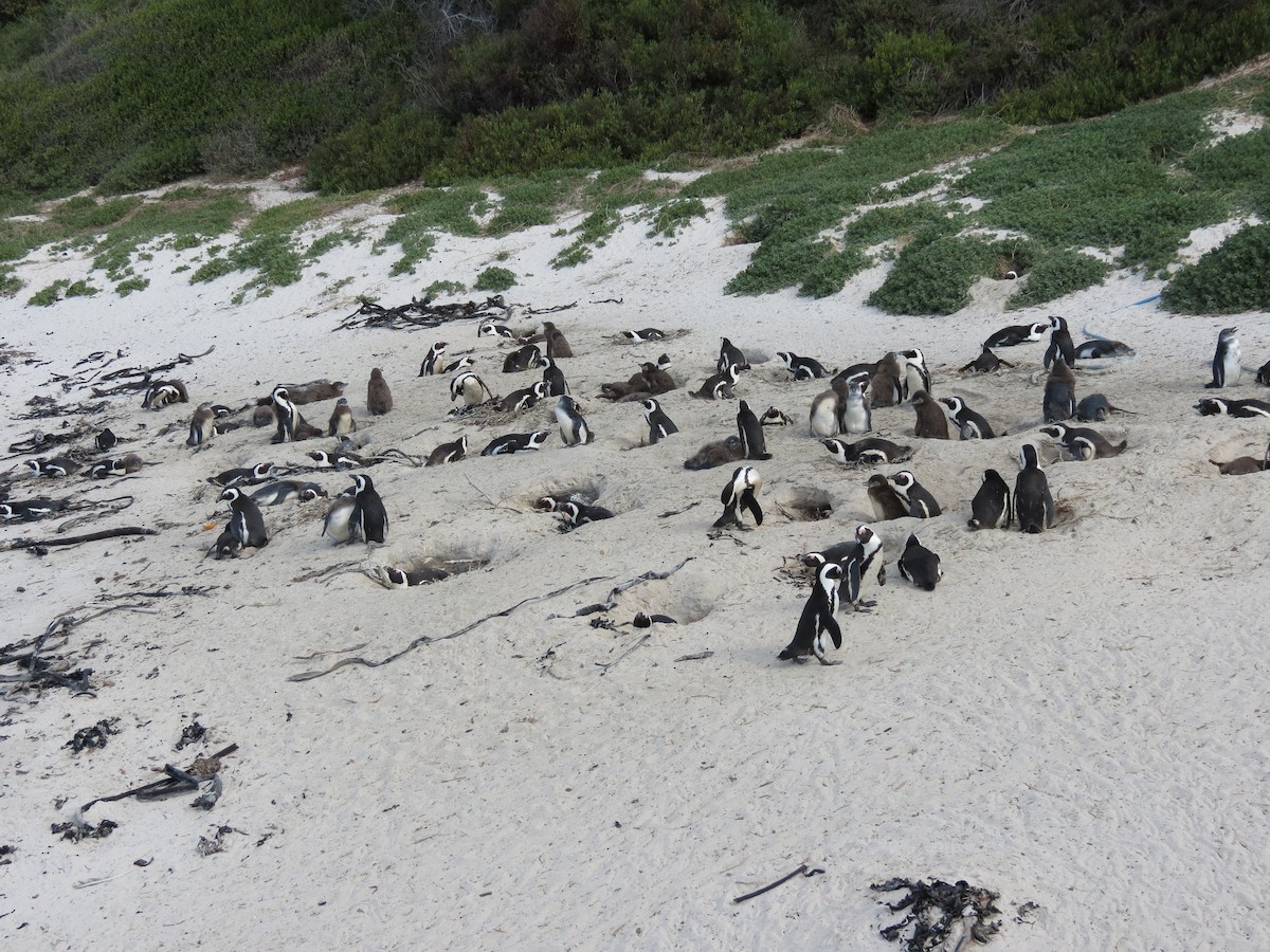 African Penguin - ML656610513