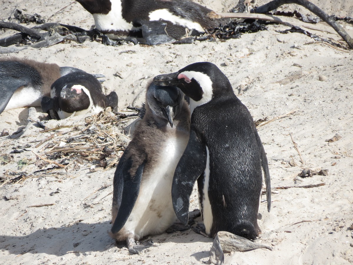 African Penguin - ML656610523