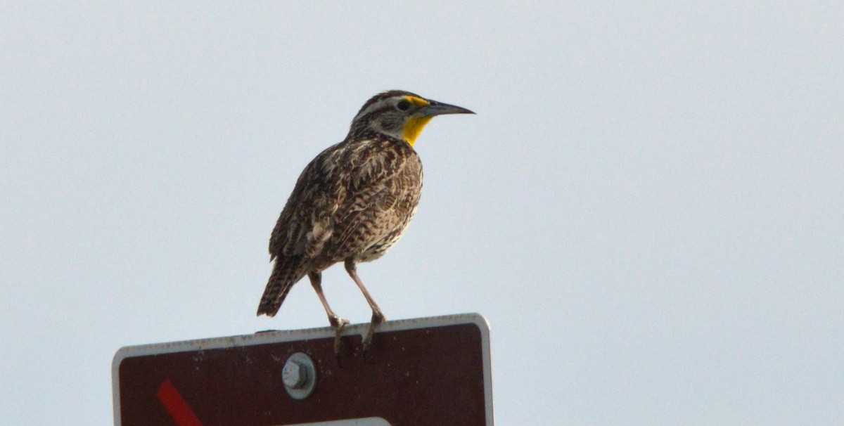 Western Meadowlark - ML656610785