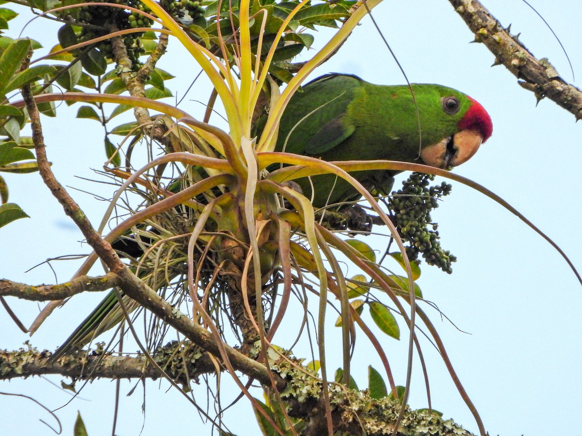 Scarlet-fronted Parakeet - ML656611248