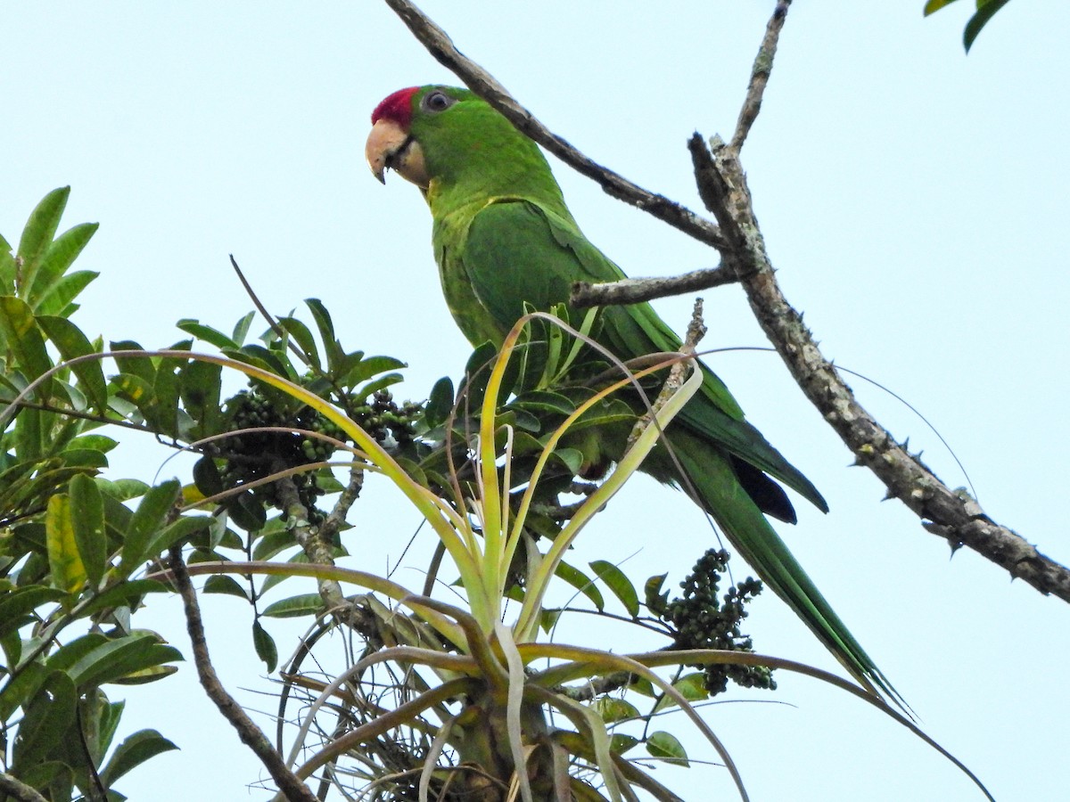 Scarlet-fronted Parakeet - ML656611266
