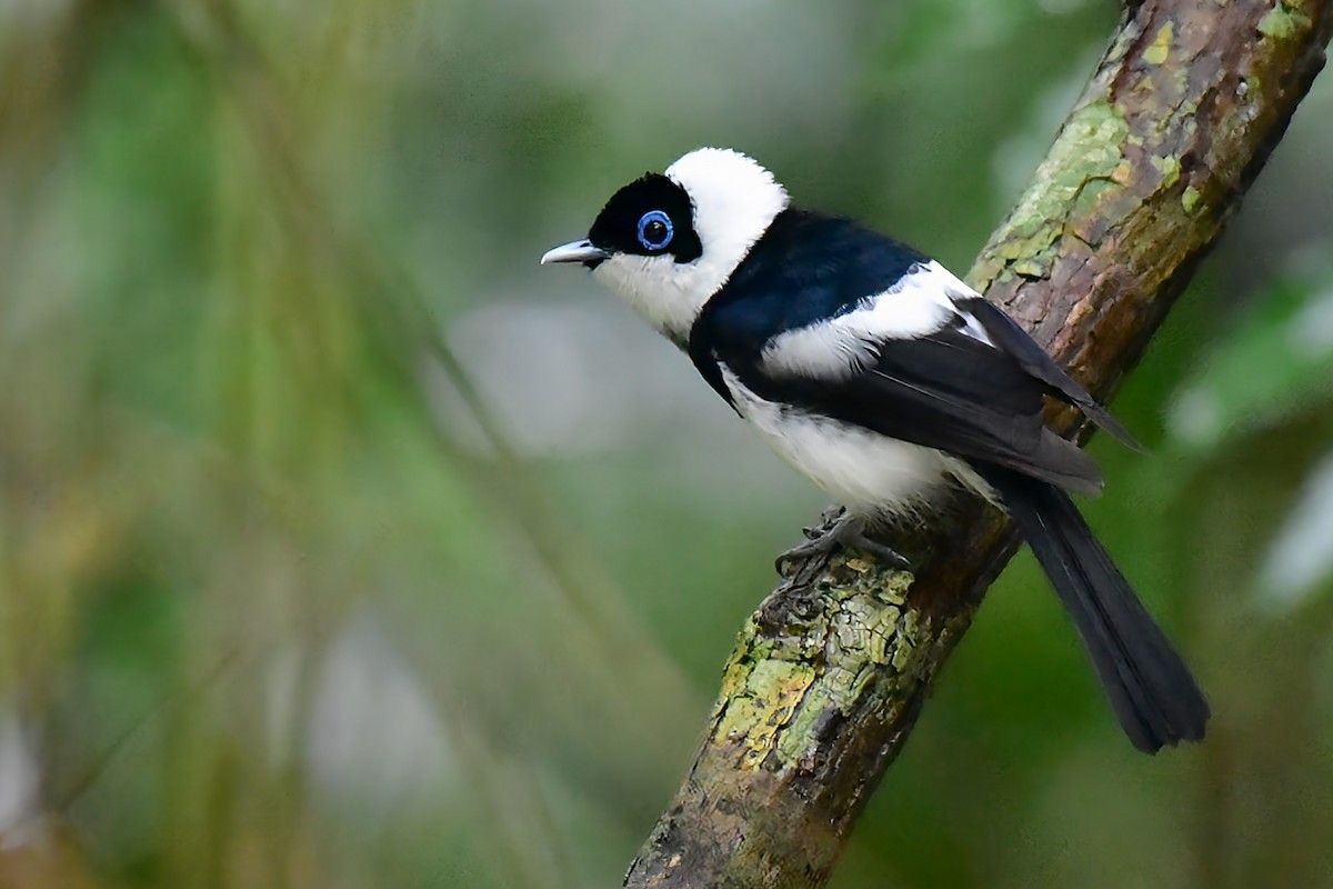 Pied Monarch - ML656612066