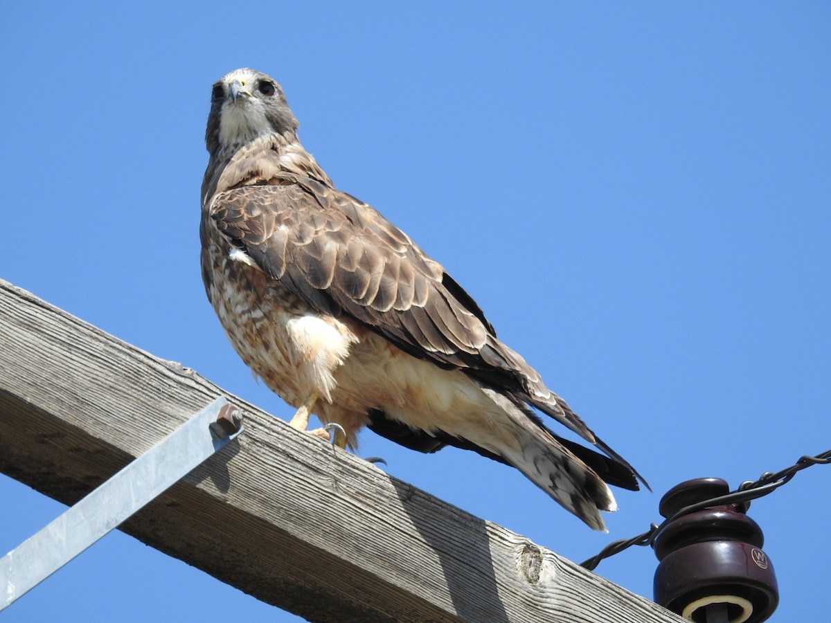 Swainson's Hawk - ML65661321