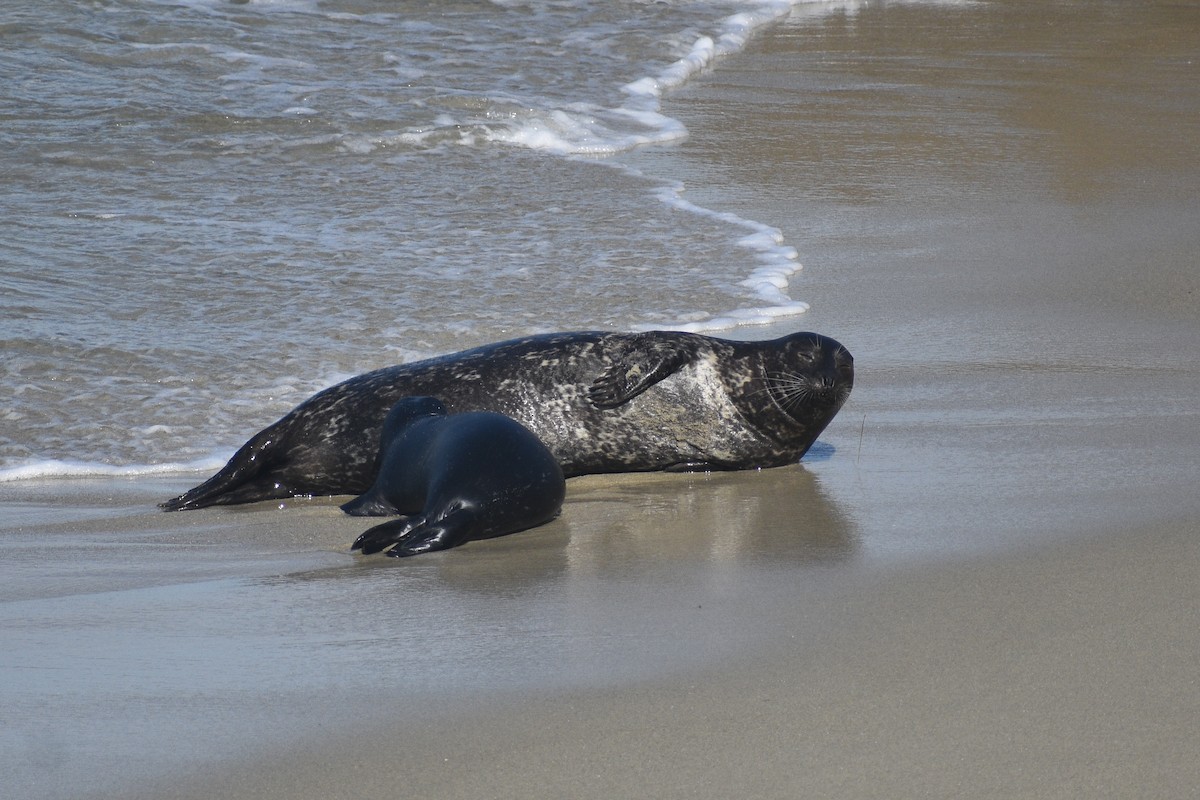 Harbor Seal - ML656614058