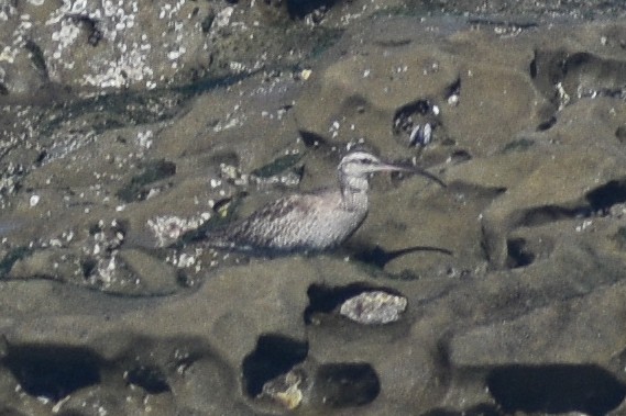 Hudsonian Whimbrel - ML656614059