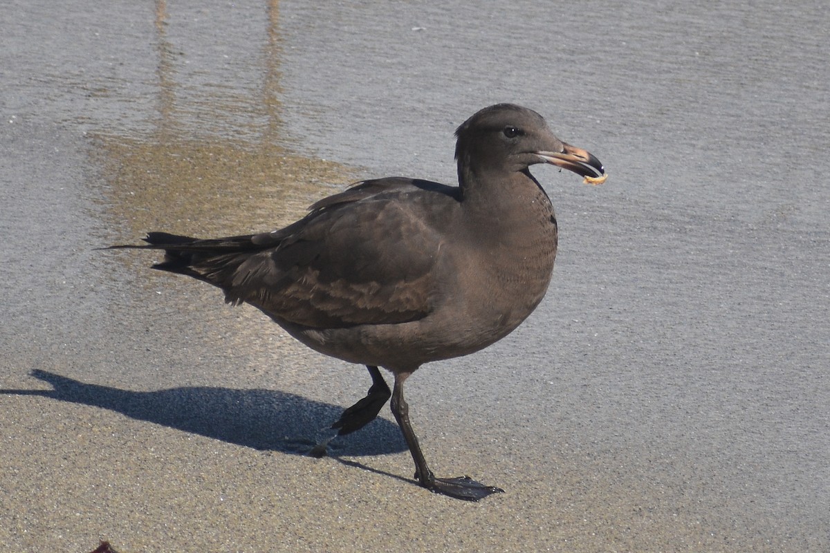 Heermann's Gull - ML656614082