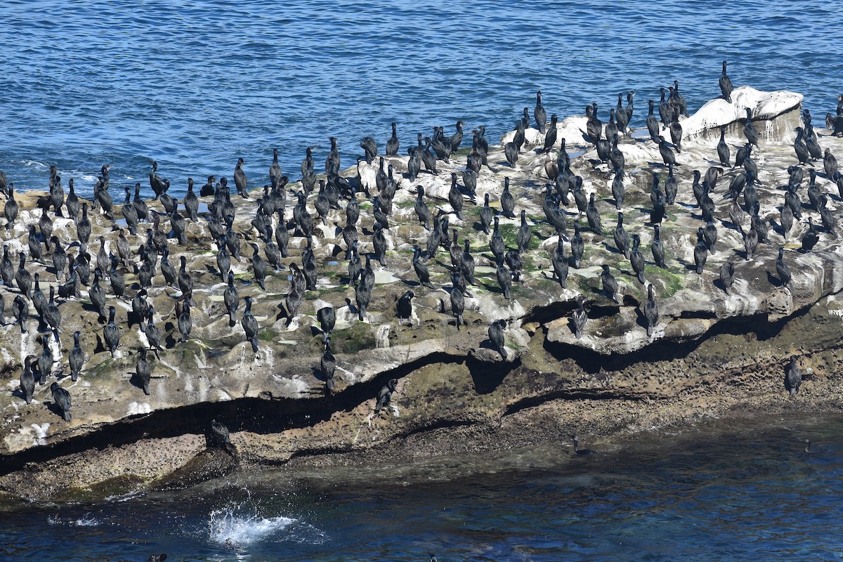 Brandt's Cormorant - ML656614087