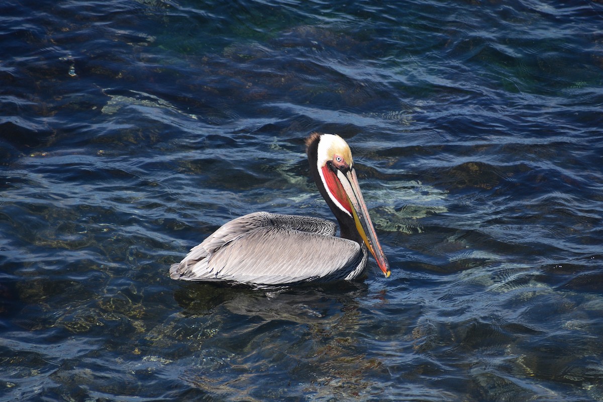 Brown Pelican - ML656614091