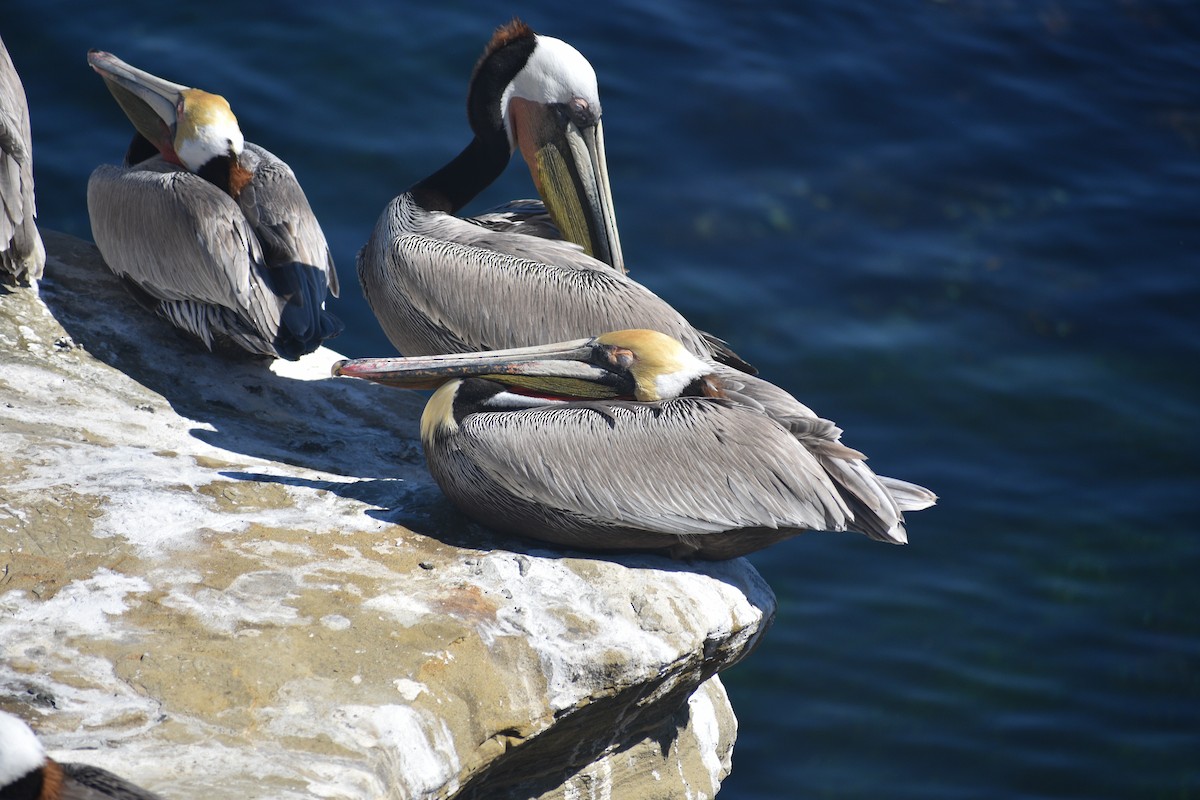 Brown Pelican - ML656614092
