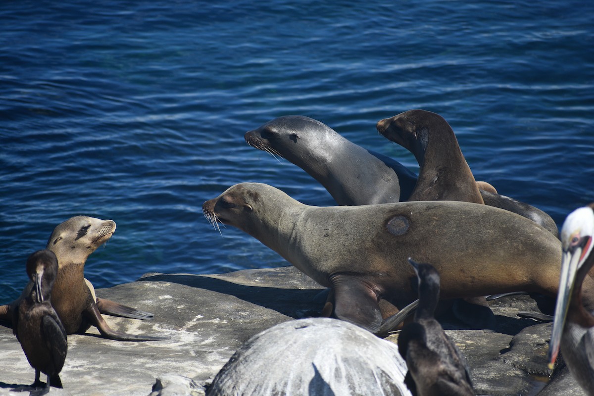 California Sea Lion - ML656614099