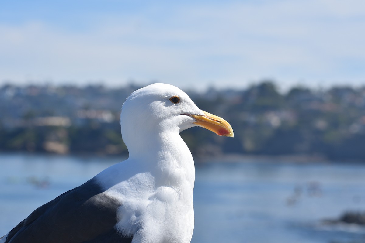 Western Gull - ML656614104