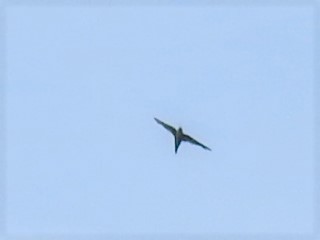 White-throated Swift - Tina Toth