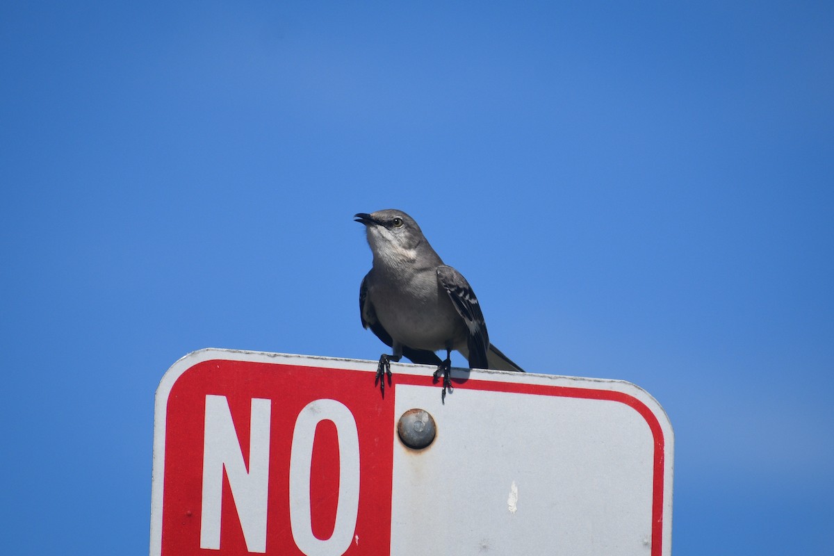Northern Mockingbird - ML656614131