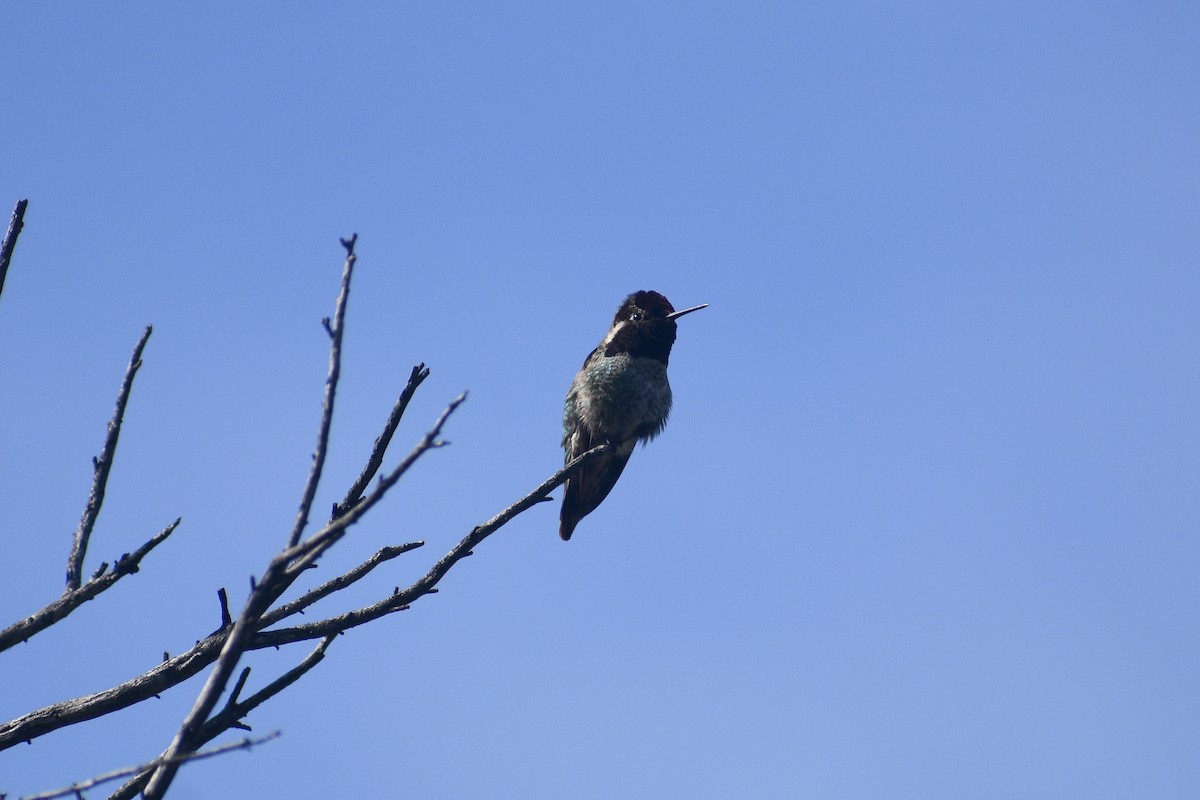 Anna's Hummingbird - ML656614160