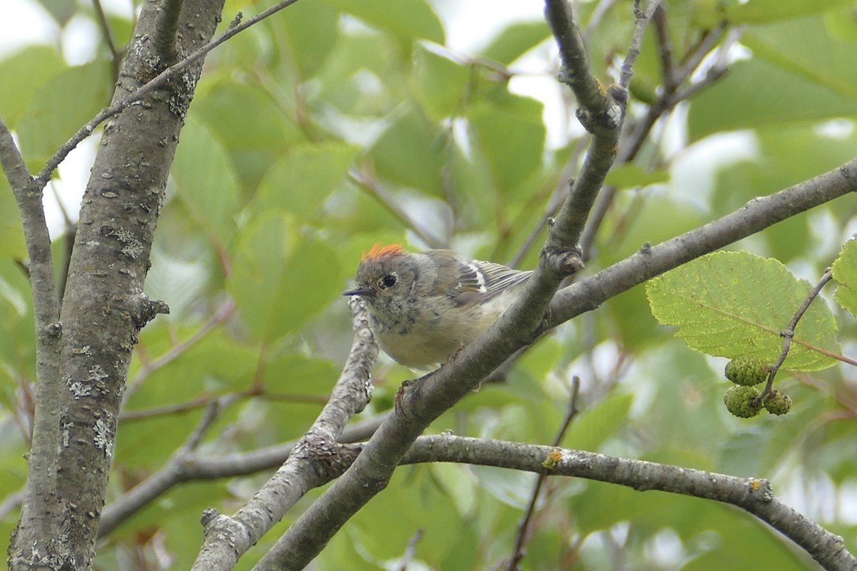 Ruby-crowned Kinglet - ML65661431