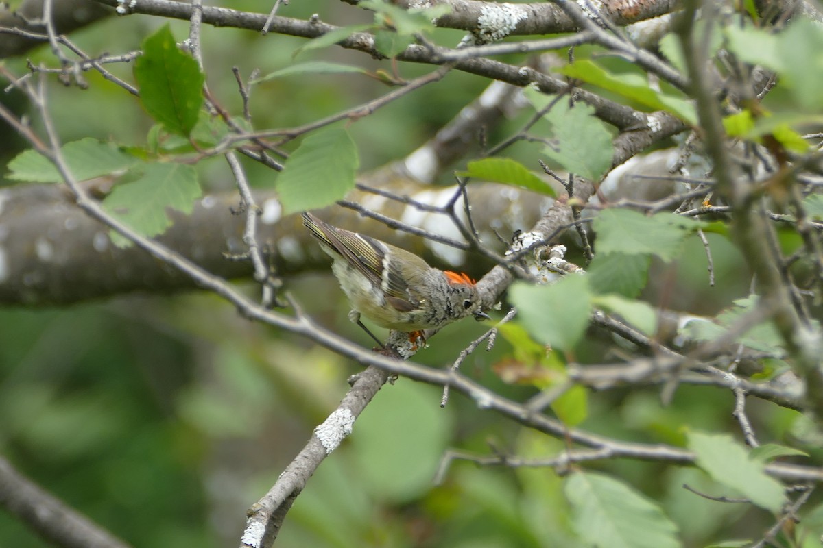Ruby-crowned Kinglet - ML65661471
