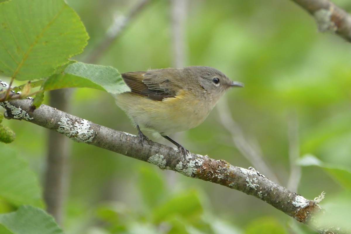 American Redstart - ML65661581