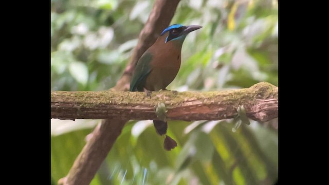 Lesson's Motmot - ML656615866