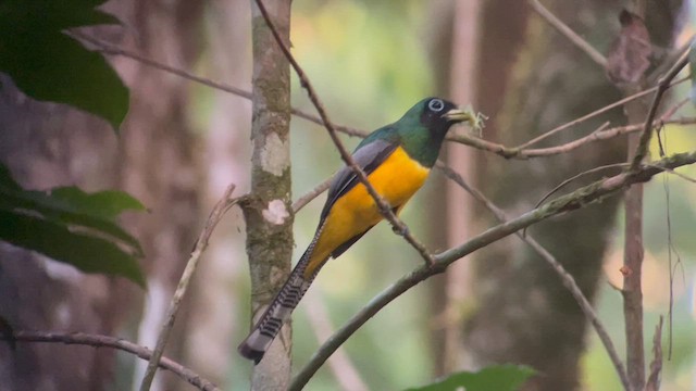 Graceful Black-throated Trogon - ML656615881