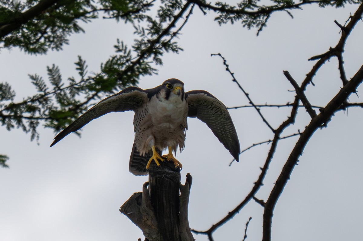 Lanner Falcon - ML656616846