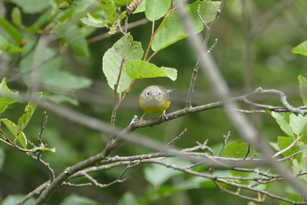 Magnolia Warbler - ML65661691