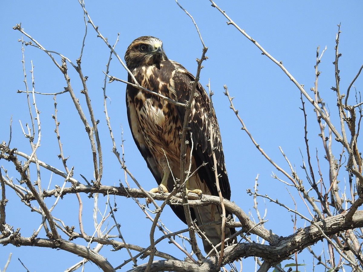 Swainson's Hawk - ML65661701