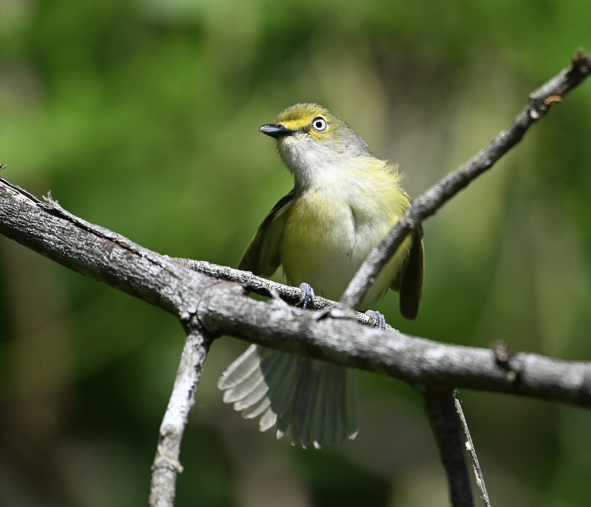 White-eyed Vireo - ML656618703